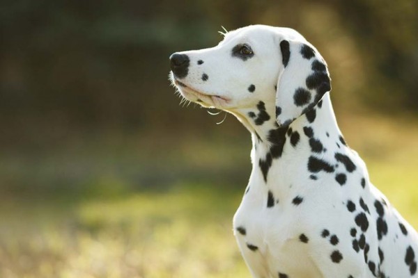 Kupas Tuntas Karakter Anjing Dalmatian yang Populer karena